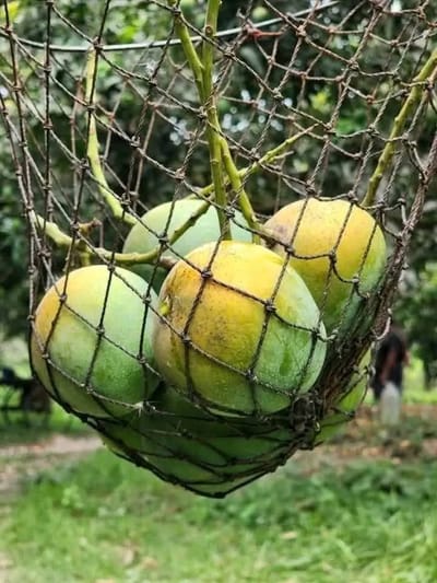 সাতক্ষীরার ফ্রেশ গোবিন্দভোগ আম ১০ কেজি ডেলিভারি চার্জ ফ্রী!_img_7