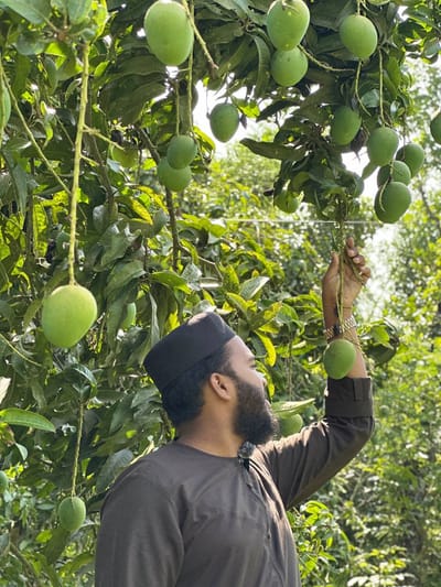 সাতক্ষীরার ফ্রেশ হিমসাগর আম,বুকিং করুন এখনই, সারা দেশে হোম ডেলিভারি খরচ ফ্রী!!!_img_2