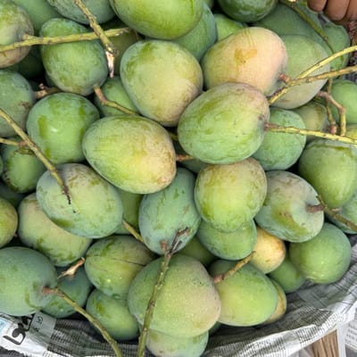 সাতক্ষীরার ফ্রেশ গোবিন্দভোগ আম ২০ কেজি, ডেলিভারি চার্জ ফ্রী!!!_img_1