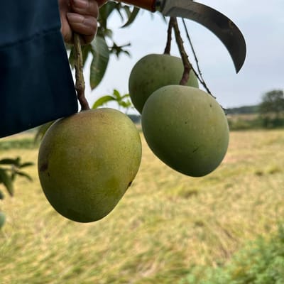 সাতক্ষীরার ফ্রেশ গোবিন্দভোগ আম ১০ কেজি ডেলিভারি চার্জ ফ্রী!_img_4