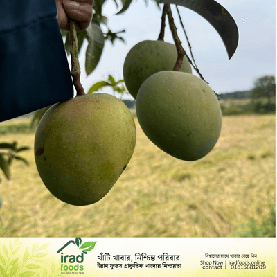 সাতক্ষীরার ফ্রেশ গোবিন্দভোগ আম ১০ কেজি ডেলিভারি চার্জ ফ্রী!_img_1
